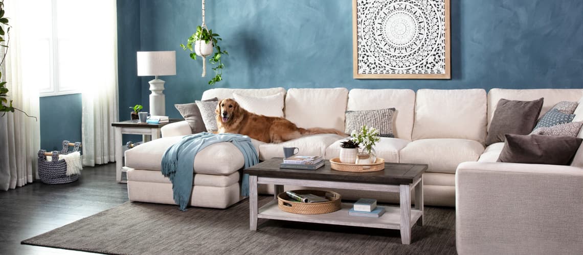 best couch type for dogs