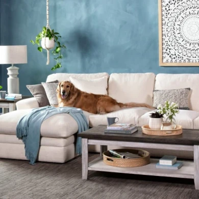 dog-friendly sofas