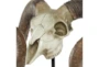 Sheep Skull On Stand - Detail