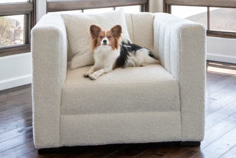 dog-friendly couches