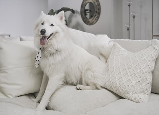 How To Clean Pet Hair From Furniture, Floors & More