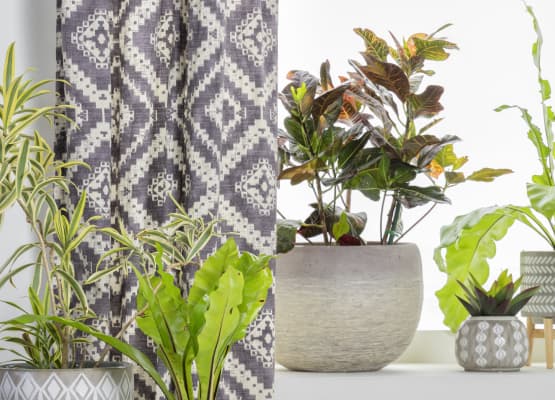 popular indoor houseplant ideas