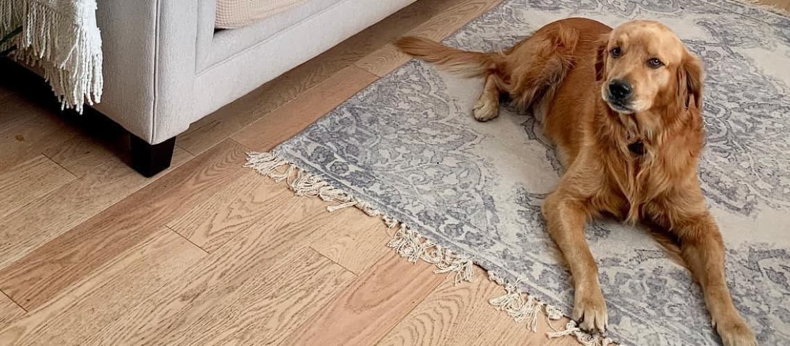 How to Prevent Dog Scratches on Wood Floors | Living Spaces