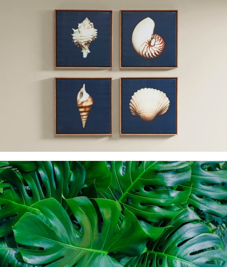 tropical decor shells