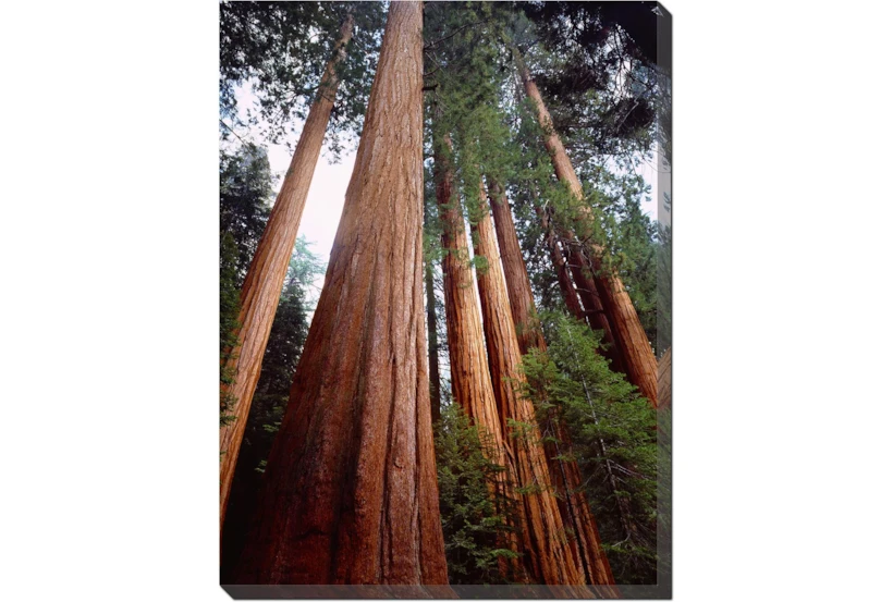 Picture-36X48 Redwoods - 360