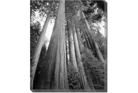 Picture-20X24 B&W Redwoods