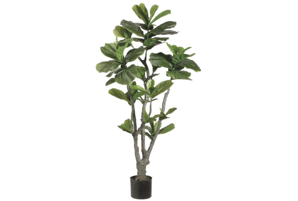 Plant-4 Foot Fiddle Fig Tree