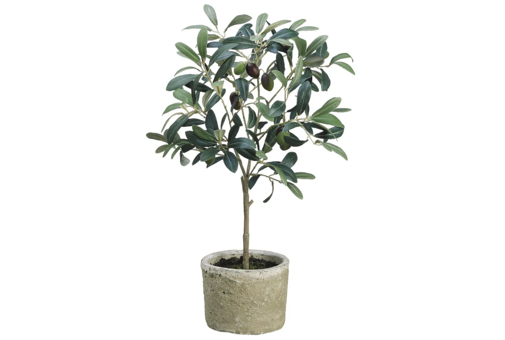 Olive Tree In Clay Pot