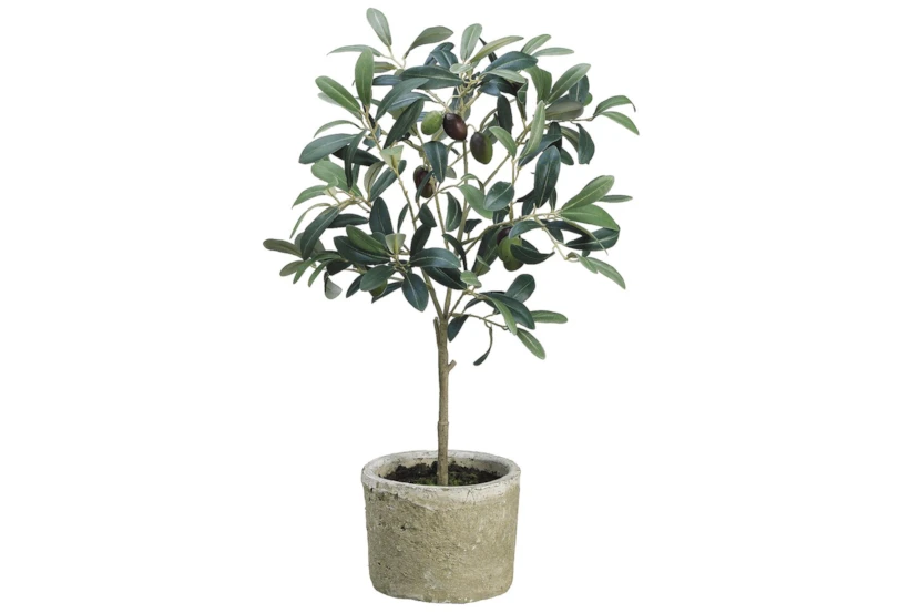 Olive Tree In Clay Pot - 360