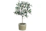 Olive Tree In Clay Pot - Signature