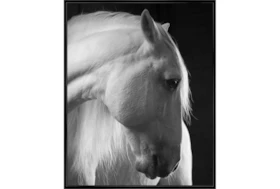 42X52 Timid White Stallion