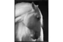 42X52 Timid White Stallion - Signature