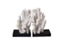 Coral Bookends  - Signature
