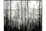 Picture-Winter Woods - Signature
