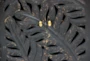 Black Hand Carved Leaf 2 Door Cabinet - Detail