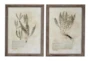 21X28 Inch Fern Botanical Wall Art- Set Of 2 - Signature