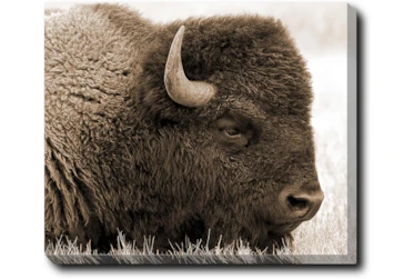 24X20 Buffalo With Gallery Wrap Canvas