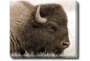 24X20 Buffalo With Gallery Wrap Canvas - Signature