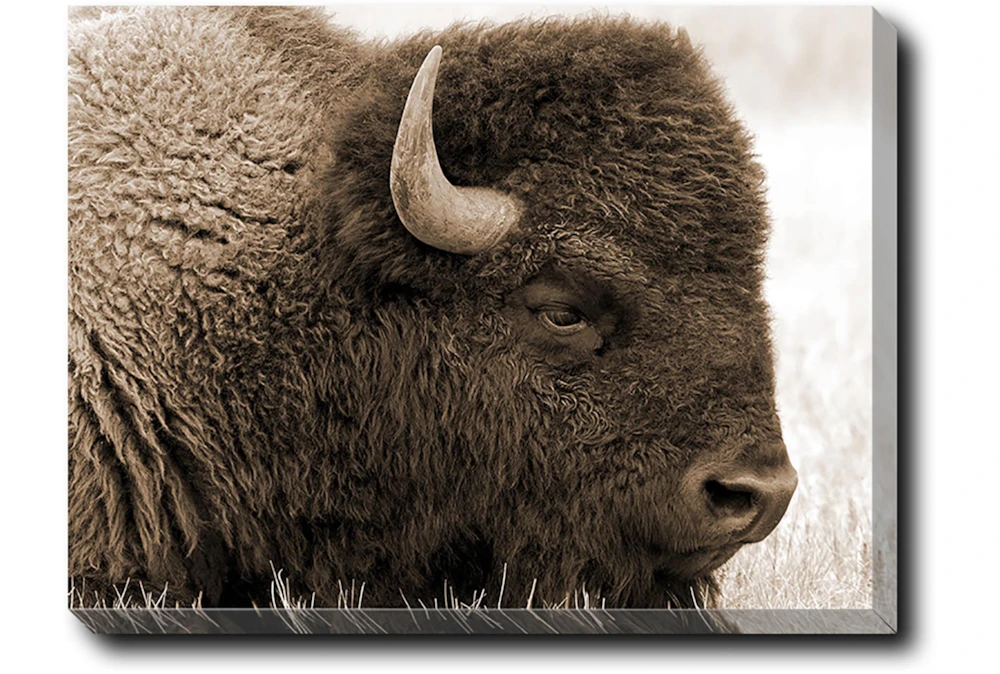 40X30 Buffalo With Gallery Wrap Canvas