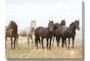 40X30 Wild Horses With Super Gallery Wrap Canvas - Signature