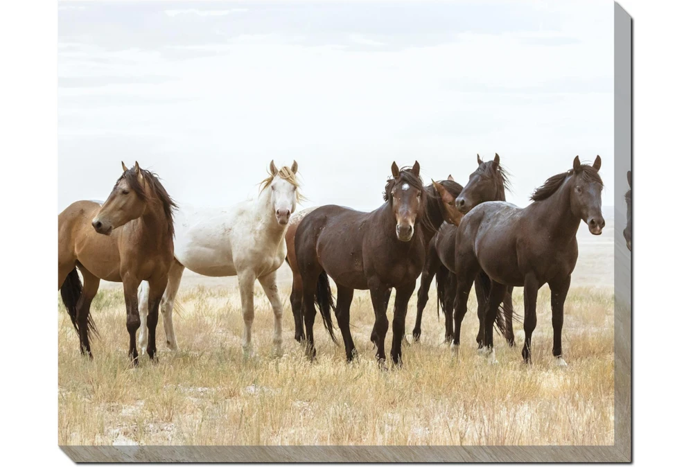 50X40 Wild Horses With Super Gallery Wrap Canvas