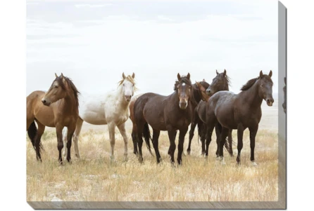 50X40 Wild Horses With Super Gallery Wrap Canvas - Main