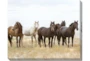 50X40 Wild Horses With Super Gallery Wrap Canvas - Signature