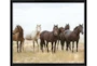 26X22 Wild Horses With Black Frame - Signature