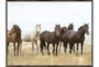 42X32 Wild Horses With Espresso Frame - Signature