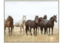 42X32 Wild Horses With Birch Frame - Signature