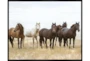 52X42 Wild Horses With Black Frame - Signature