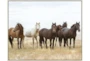 52X42 Wild Horses With Birch Frame - Signature