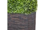 59" Boxwood Hedge - Detail