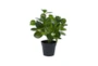 14" Artificial Peperomia Plant - Back