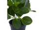 14" Artificial Peperomia Plant - Detail