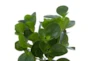 14" Artificial Peperomia Plant - Detail