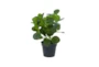14" Artificial Peperomia Plant - Front