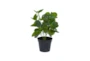 14" Artificial Peperomia Plant - Front