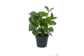 14" Artificial Peperomia Plant