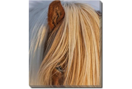 20X24 Horse Hair Don't Care With Gallery Wrap Canvas