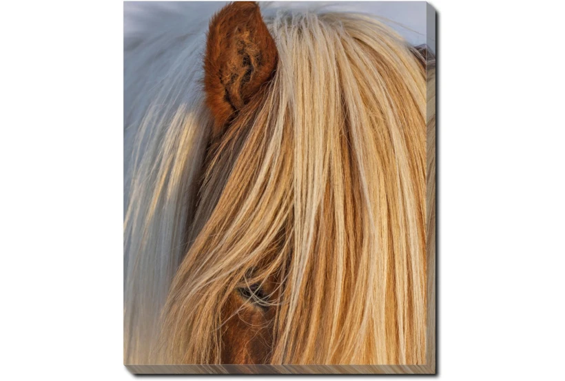 20X24 Horse Hair Don't Care With Gallery Wrap Canvas - 360
