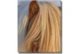 20X24 Horse Hair Don't Care With Gallery Wrap Canvas - Signature
