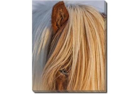 40X50 Horse Hair Don't Care With Gallery Wrap Canvas