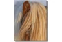 40X50 Horse Hair Don't Care With Gallery Wrap Canvas - Signature