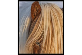 22X26 Horse Hair Don't Care With Black Frame