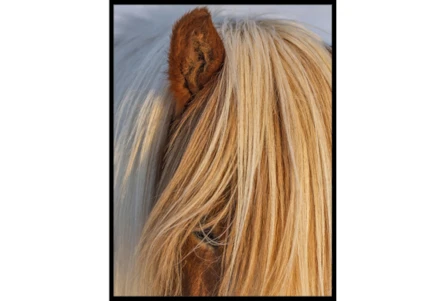32X42 Horse Hair Don't Care With Black Frame