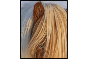 42X52 Horse Hair Don't Care With Black Frame