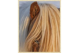 42X52 Horse Hair Don'T Care With Gold Champagne Frame