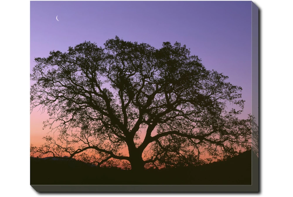 24X20 Tree At Sunset With Gallery Wrap Canvas