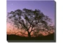 24X20 Tree At Sunset With Gallery Wrap Canvas - Signature
